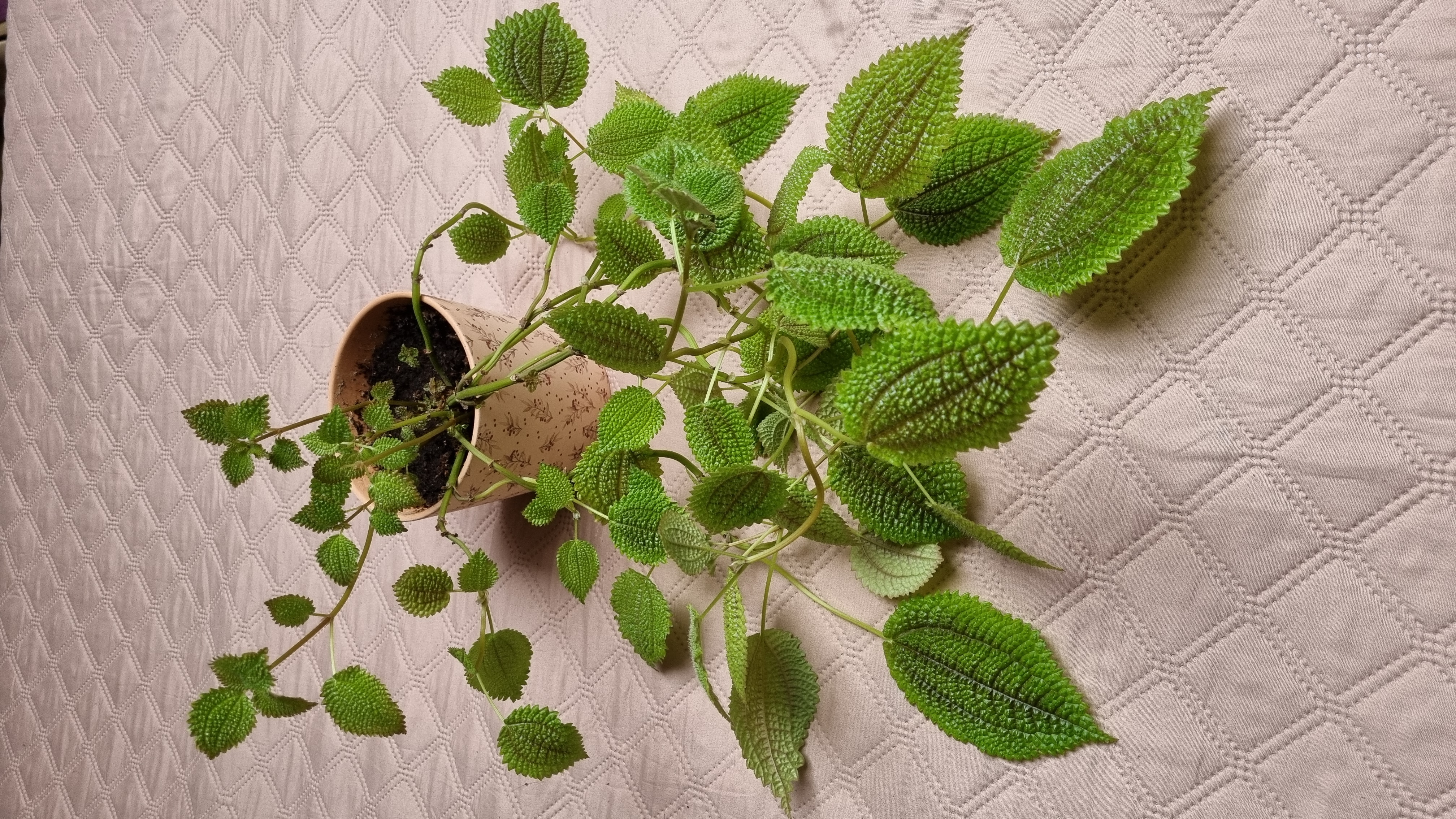 Maanvallei Pilea